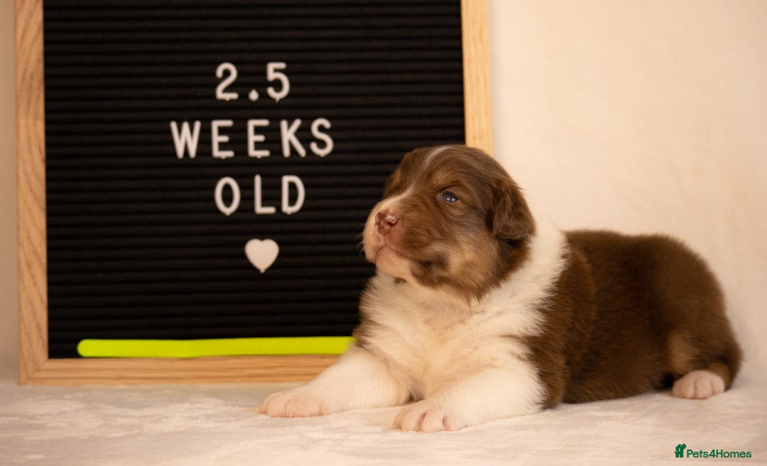 Australian Shepherd dogs for sale: KC Australian Shepherd Puppies  - Image 23