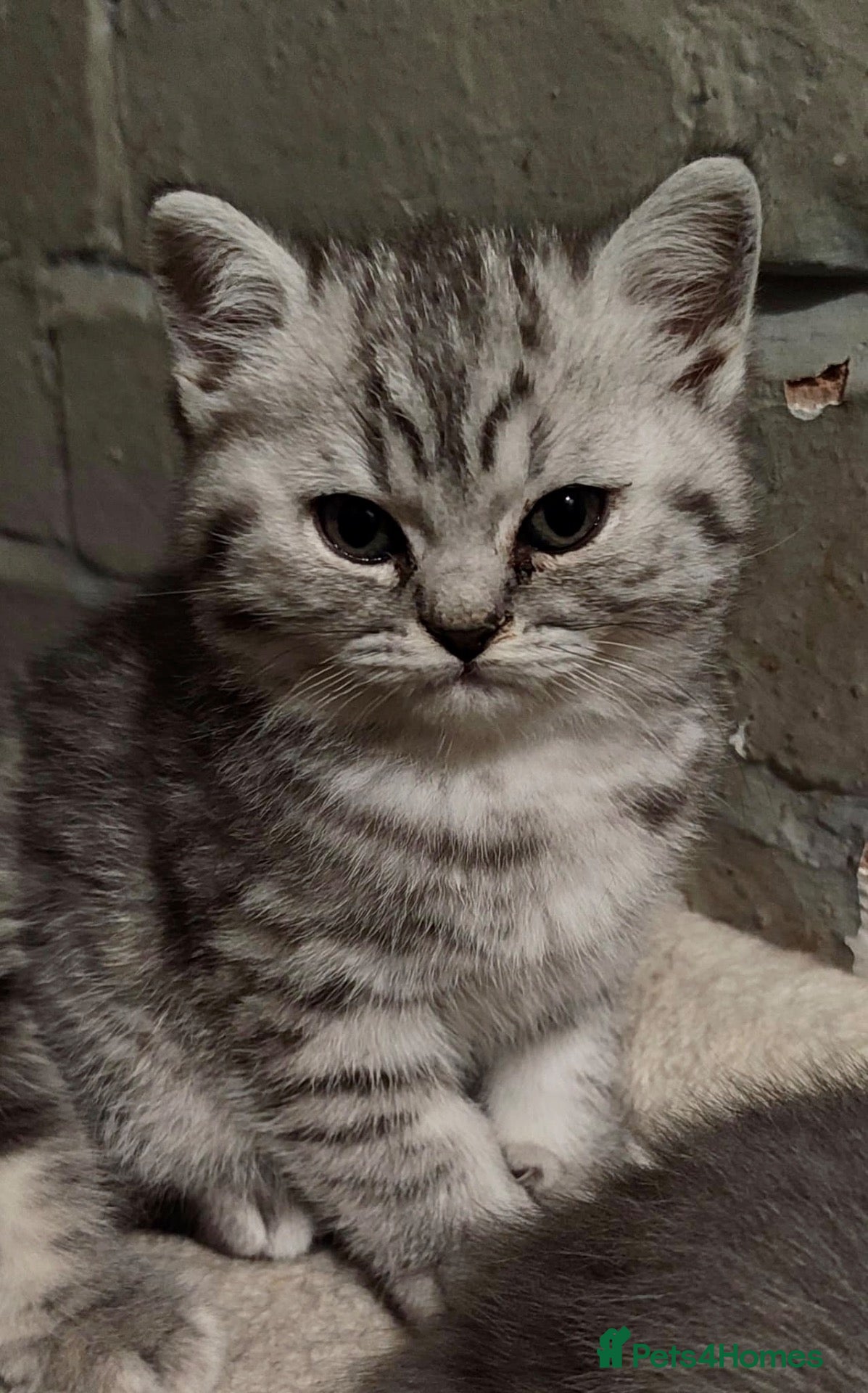 British Shorthair cats British Shorthair Kittens Full GCCF Registration  - Advert 2
