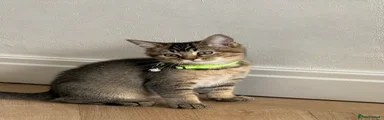 Green collar-Simba