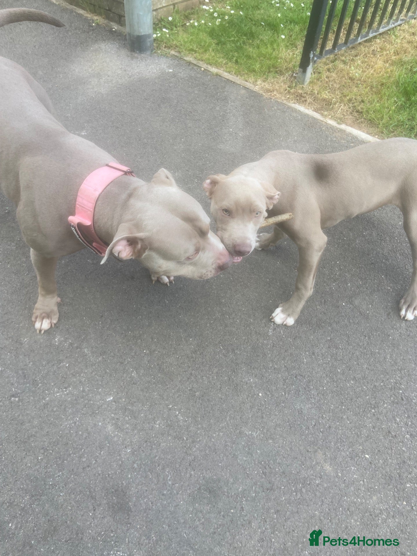 Mixed Breed dogs Staffy x  - Advert 6