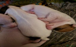 Mixed Breed dogs for sale: Jackchis - Advert 5