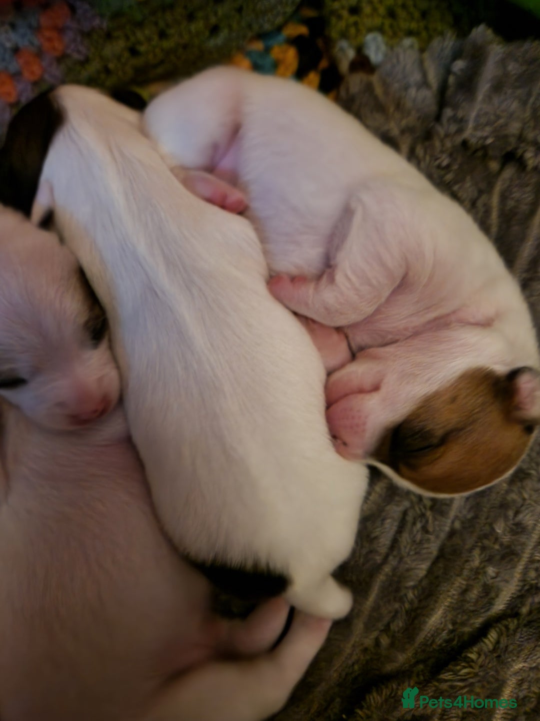 Mixed Breed dogs for sale: Jackchis - Advert 5