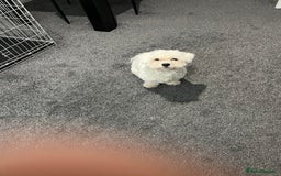 Mixed Breed dogs for sale: Alfie  - Advert 7