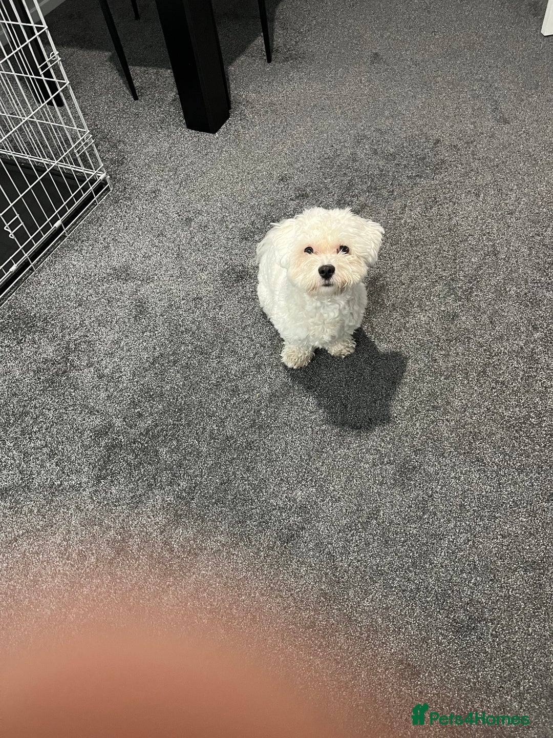 Mixed Breed dogs for sale: Alfie  - Advert 7