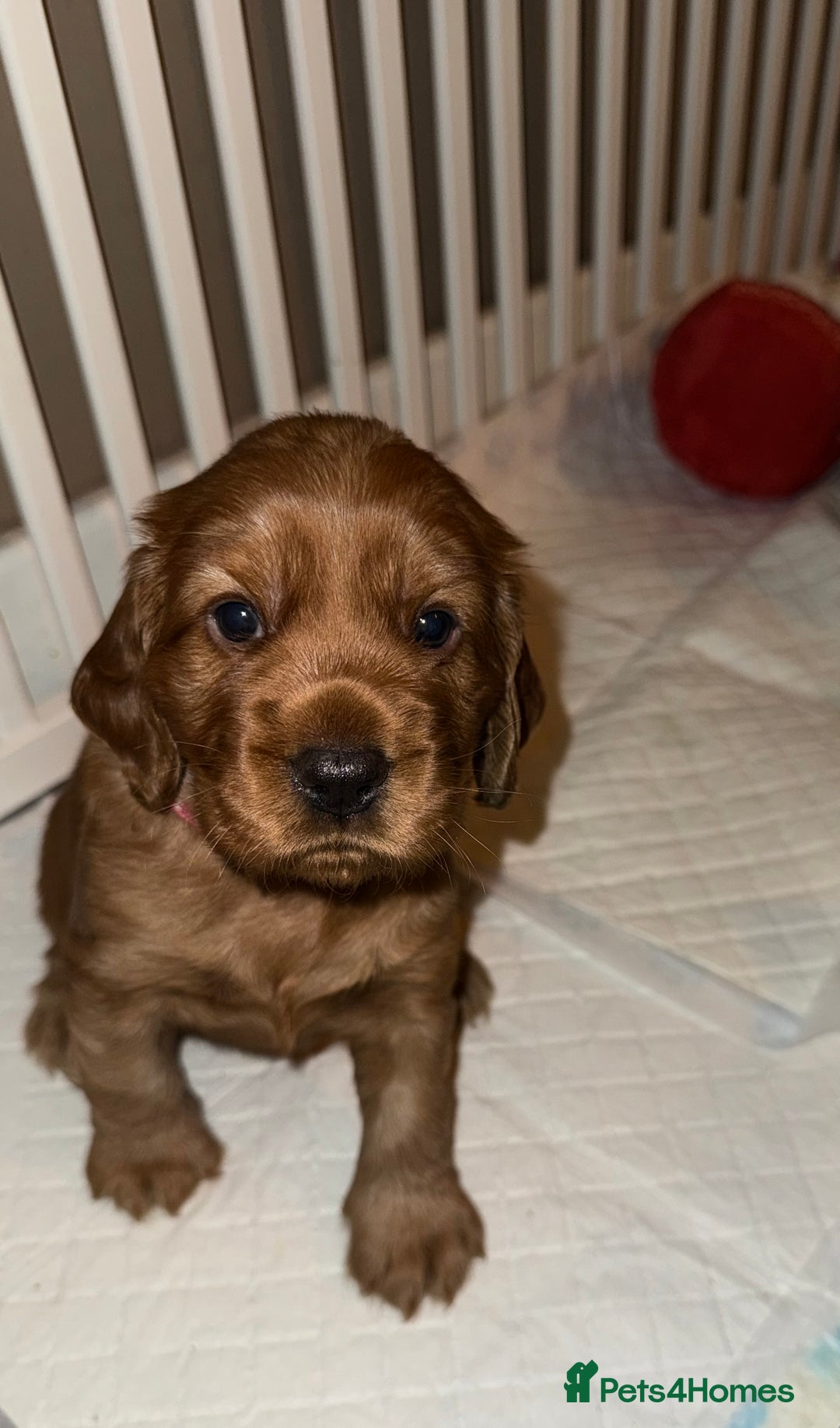 Cocker Spaniel dogs for sale: Chunky Show Cocker Spaniel Puppies  - Advert 6