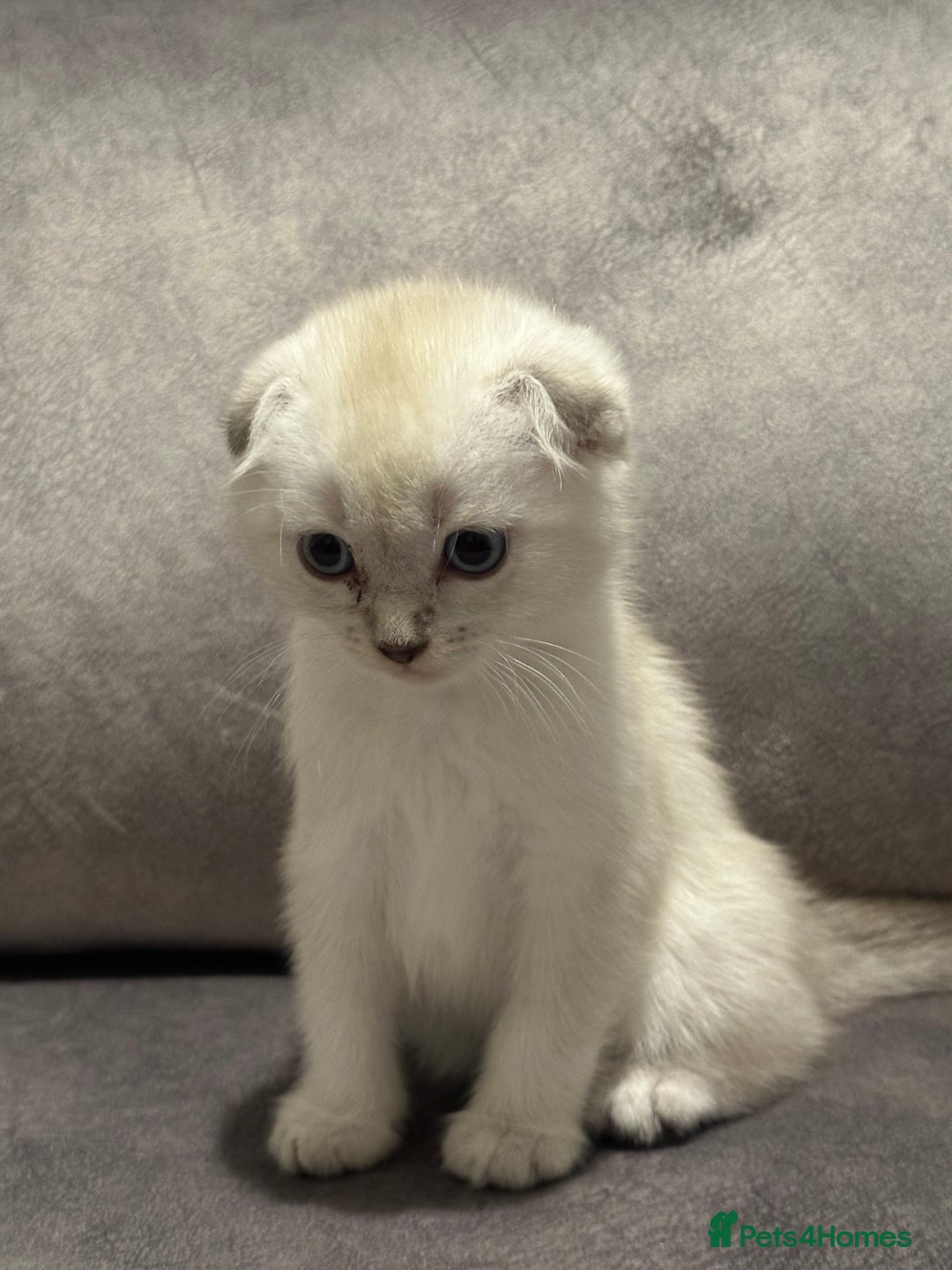 Scottish Fold cats for sale: Beautiful Scottish Fold/British Shorthair Kittens - Advert 5