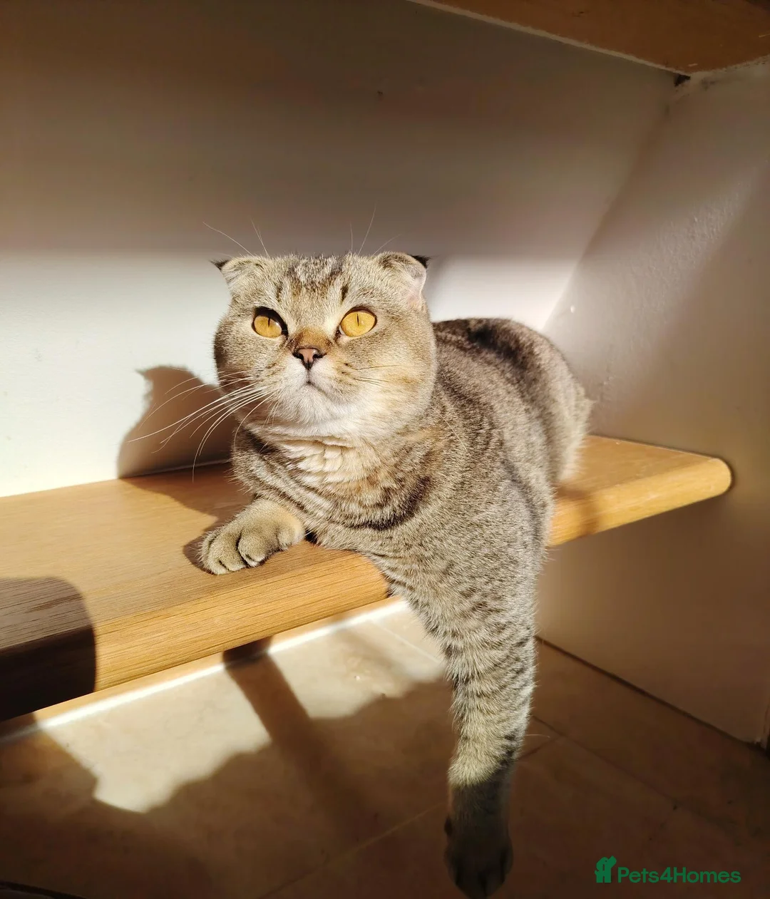 British Shorthair cats for sale: British shorthair/Scottish fold kittens  - Advert 2