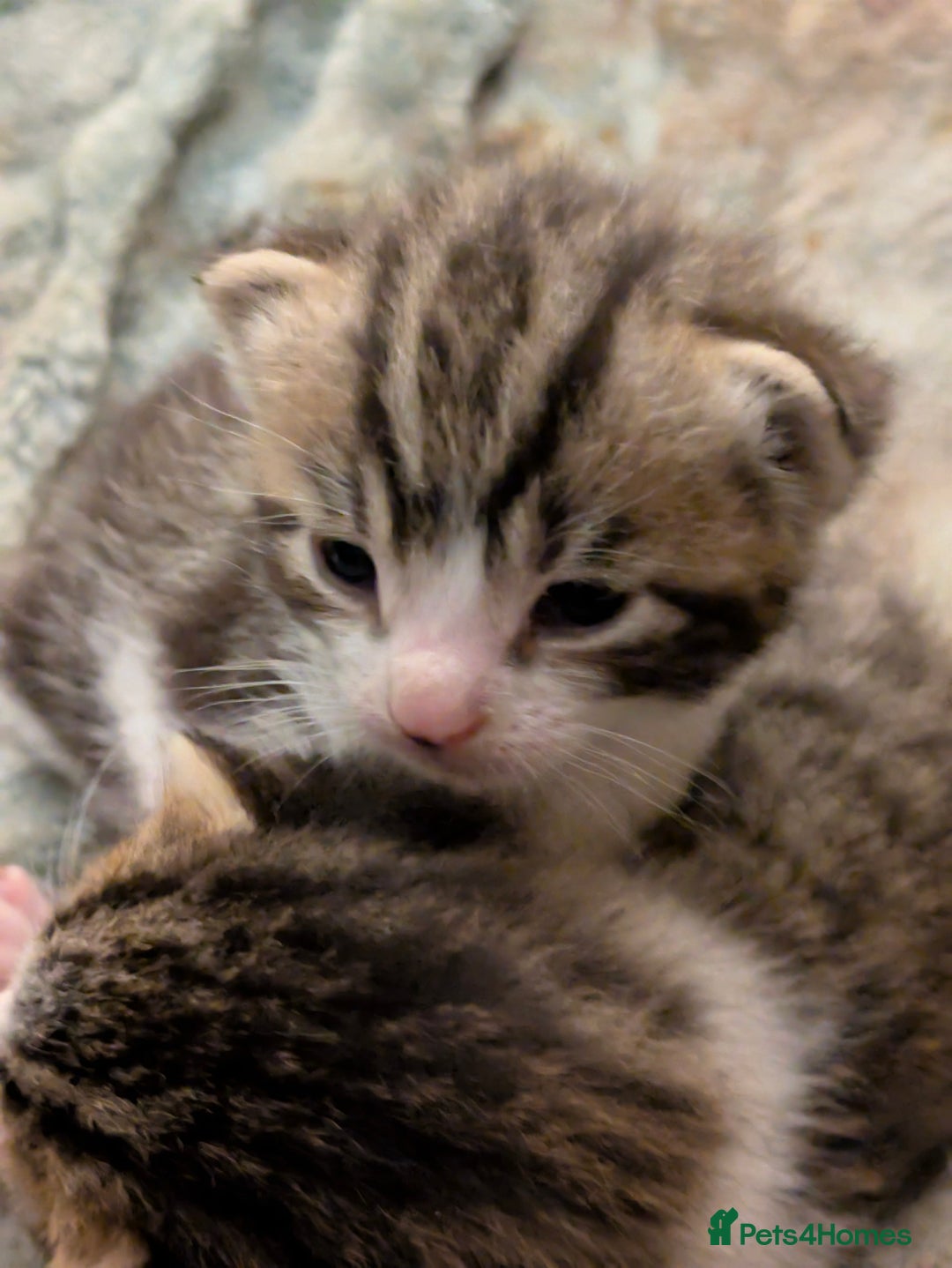 Mixed Breed cats for sale: 4 stunning kittens  - Image 30