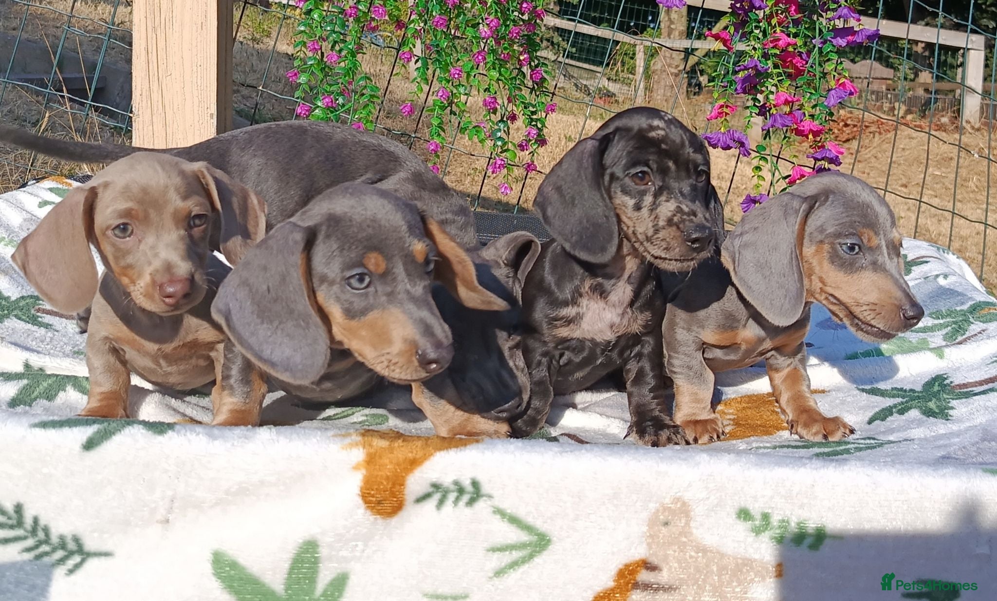 Miniature Dachshund dogs READY NOW  MINIS KC REG PRA CLEAR  - Advert 2