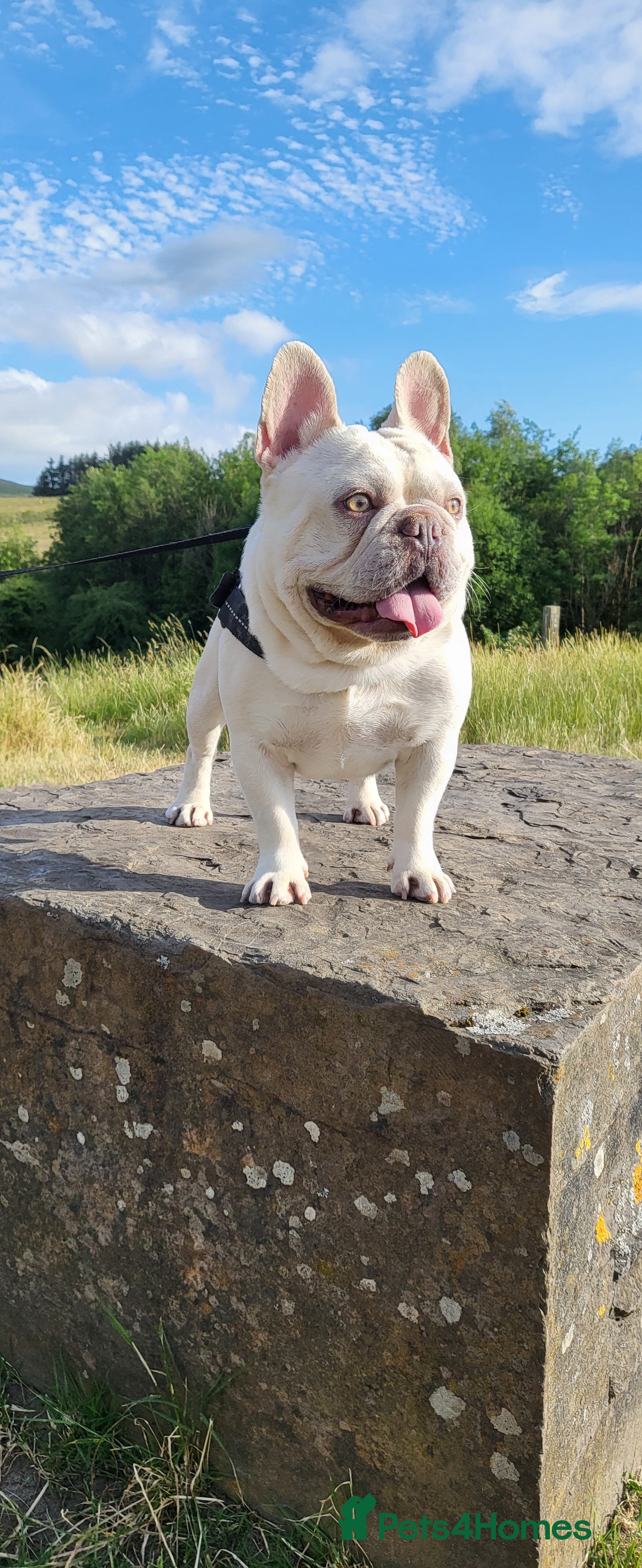 French Bulldog dogs Amazing structure and quality ‼️ in Ebbw Vale - Advert 2