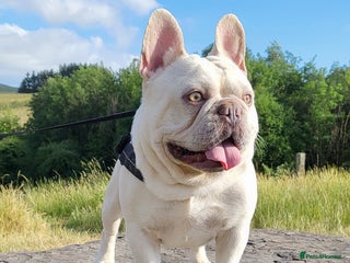 French Bulldog dogs Amazing structure and quality ‼️ in Ebbw Vale - Advert 2