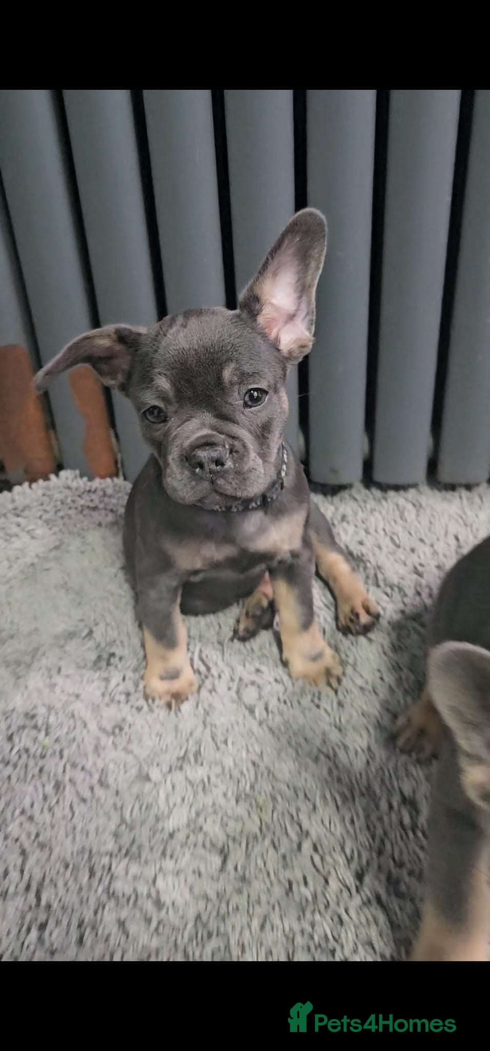 French Bulldog dogs READY TO GO!! Gorgeous French Bull Dog Puppies - Advert 2