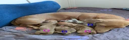 Dachshund dogs for sale: 4 Beautiful miniature Dachshunds puppies for sale - Advert 1