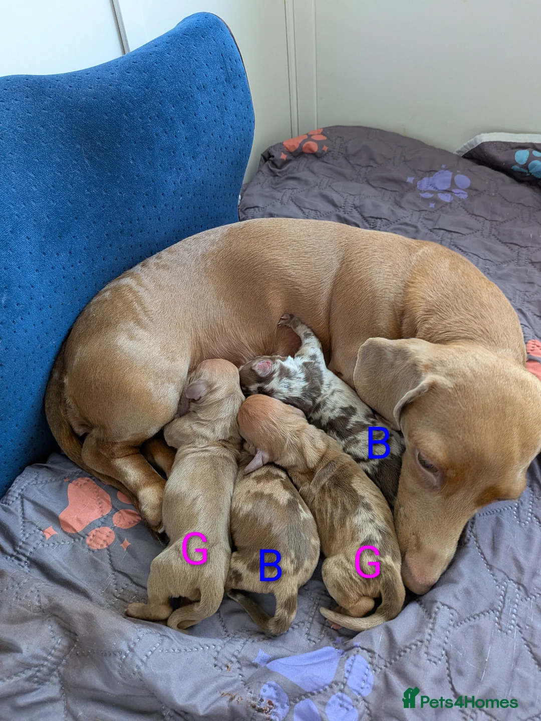 Dachshund dogs for sale: 4 Beautiful miniature Dachshunds puppies for sale - Advert 1