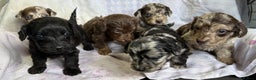 Doxiepoo dogs for sale: GORGEOUS DOXIEPOO PUPPIES  - Advert 4