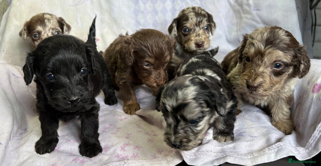 Doxiepoo dogs for sale: GORGEOUS DOXIEPOO PUPPIES  - Advert 4