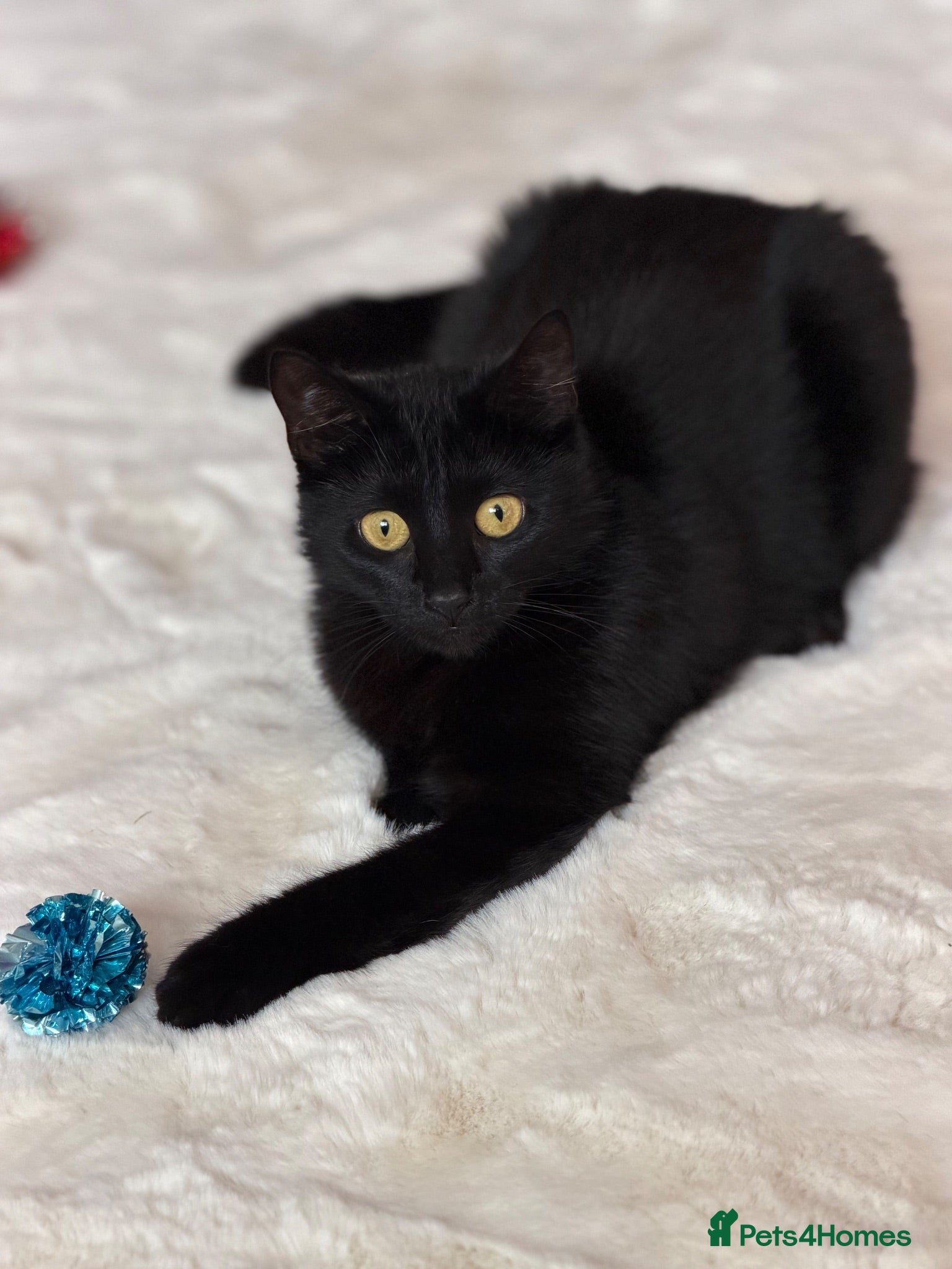 Bombay cats One year old beautiful Luna  - Advert 3