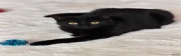 Bombay cats for sale: One year old beautiful Luna  in Rugby - Advert 1