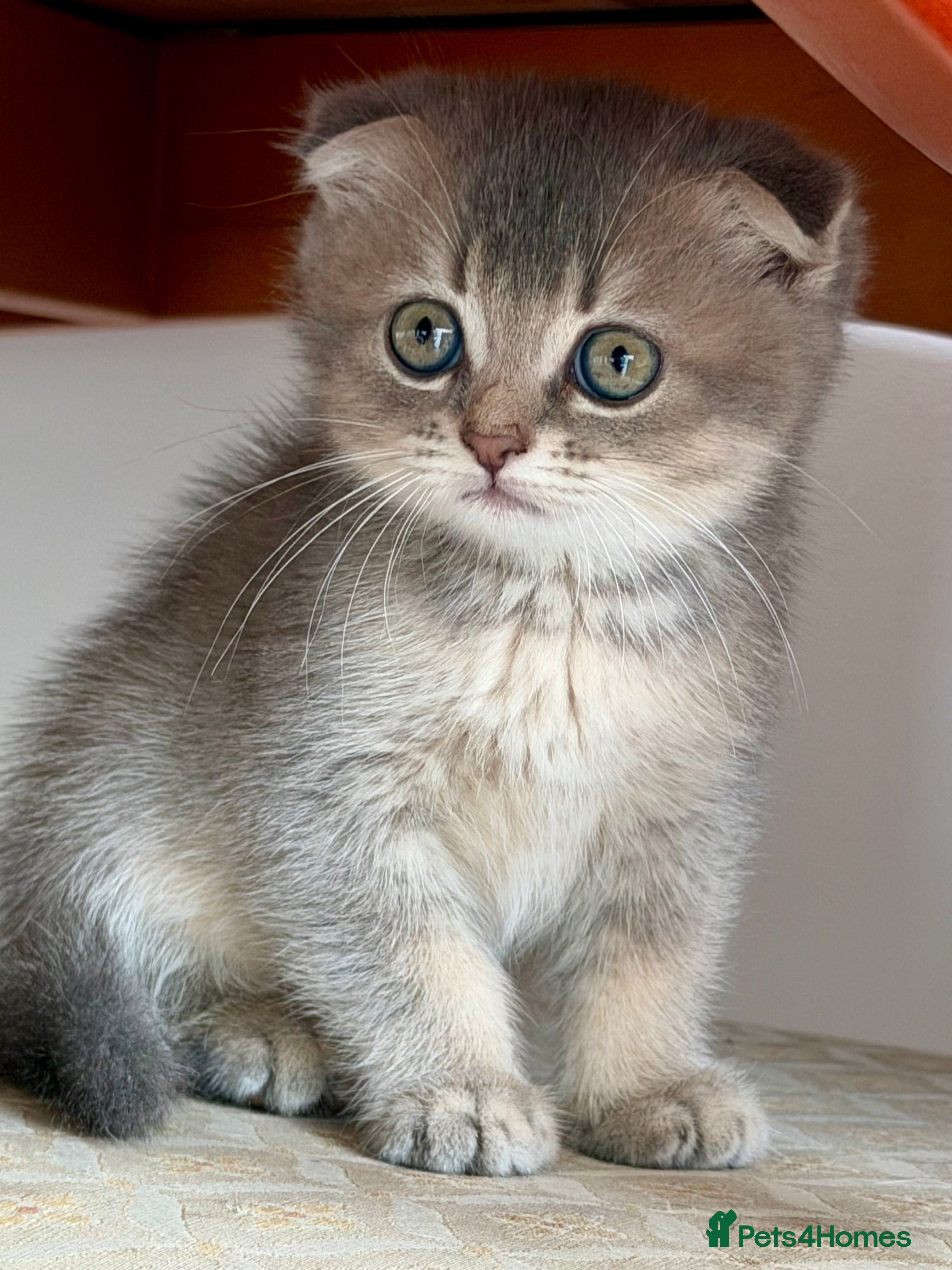 Scottish Fold cats Scottish Fold & Straight kittens available 🐾❤️ - Advert 4