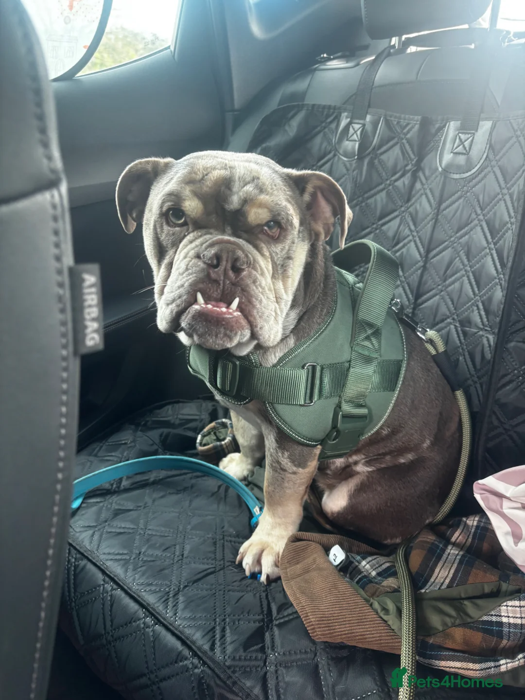 English Bulldog dogs for sale: 11 month old English bulldog Male in Solihull - Advert 1
