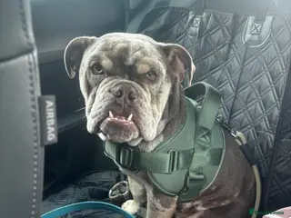 English Bulldog dogs 11 month old English bulldog Male - Advert 2