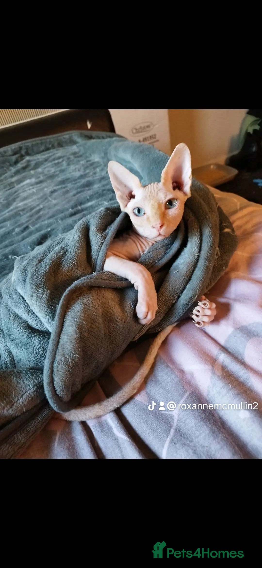 Sphynx cats for sale: 2 year old male sphynx - Image 2