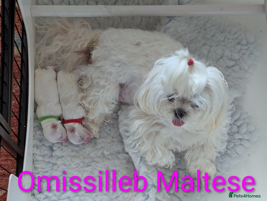 Maltese dogs for sale: Gorgeous KC pedigree Maltese puppy reduced price - Image 21