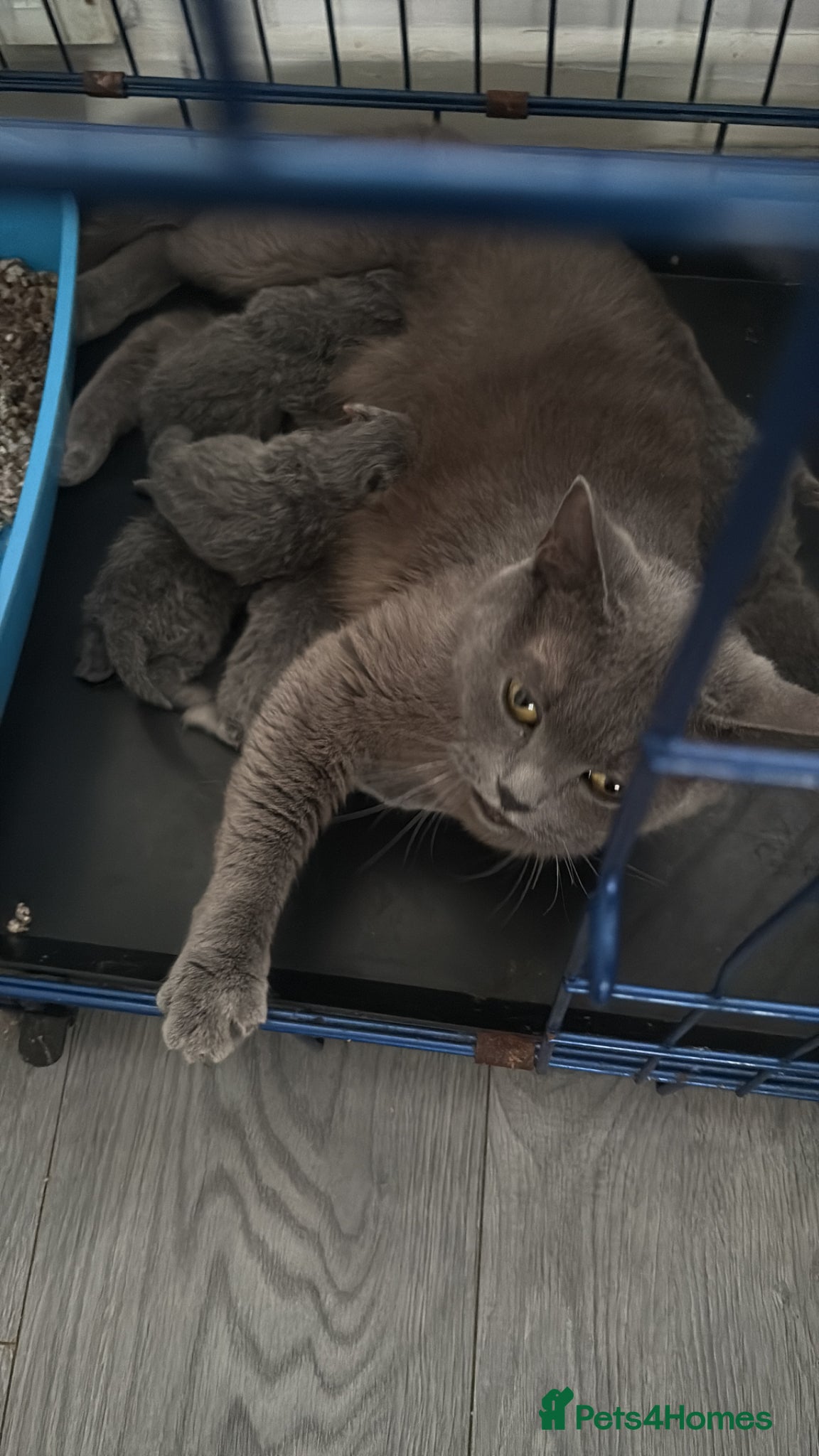 British Shorthair cats British shorthair/longhair - Advert 5