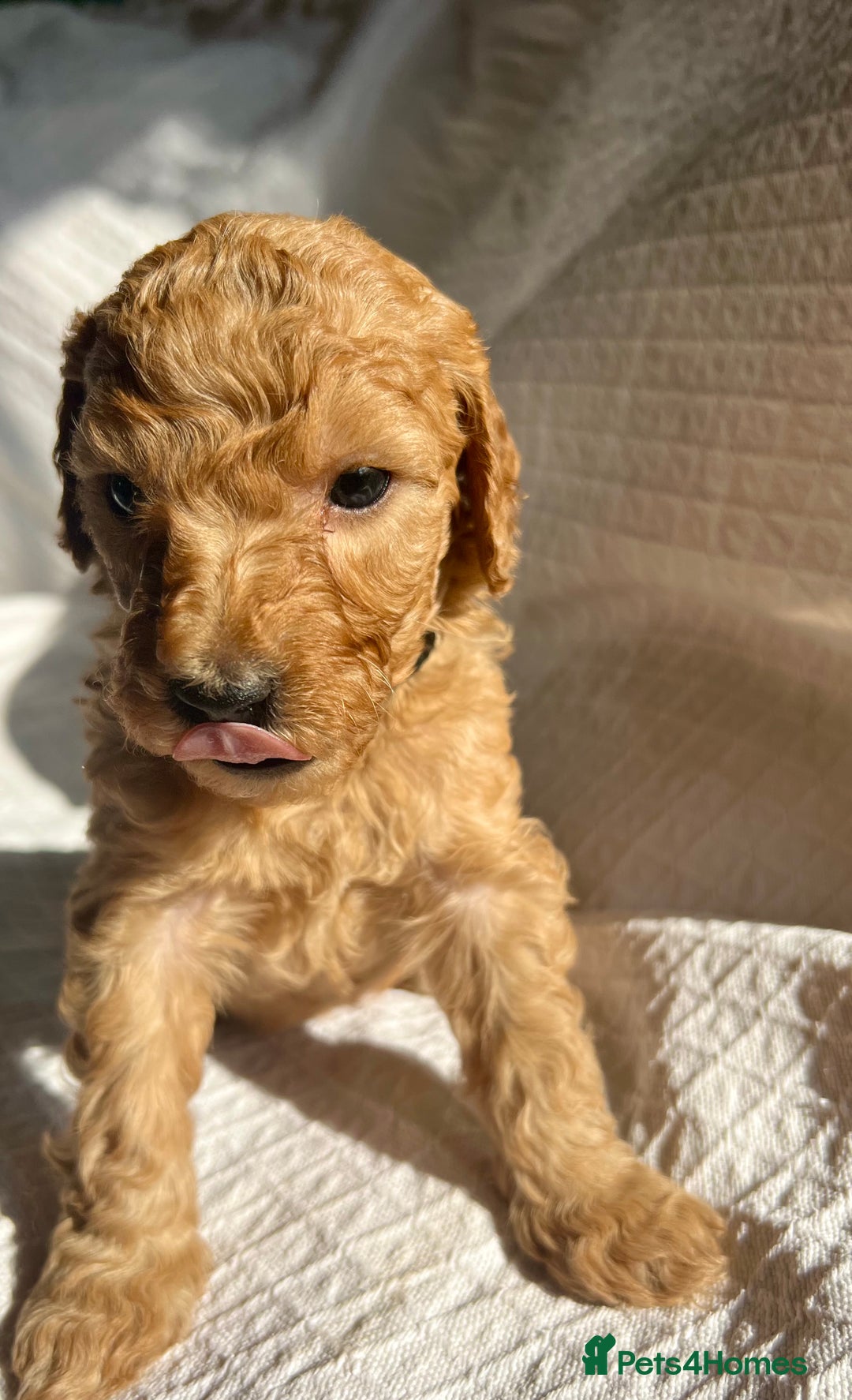 Mixed Breed dogs for sale: Australian Labradoodle Double Doodle puppies in Glastonbury - Image 18