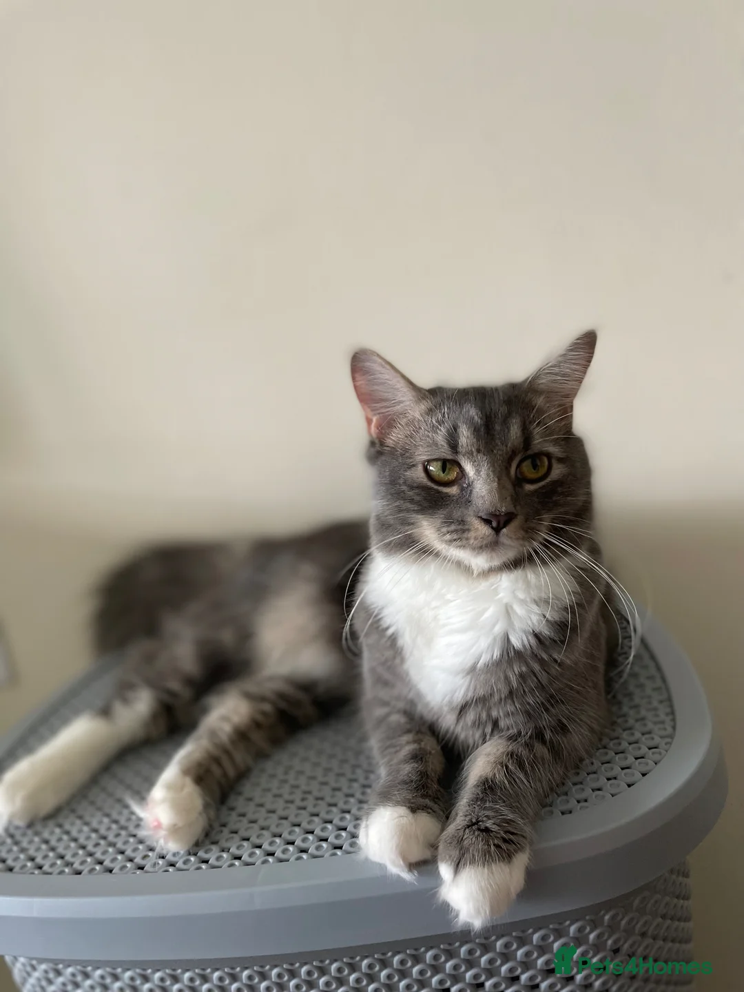 Mixed Breed cats for sale: 2 kittens for sale  - Advert 1