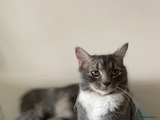 Mixed Breed cats 2 kittens for sale - Advert 1