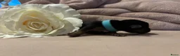 Jack Russell dogs for sale: Our beautiful girl Fia has had 8 beautiful babies  - Advert 7