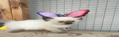 Ragdoll seal female