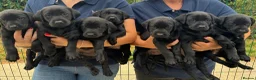 Labrador Retriever dogs for sale: 5 Star Council Registered Litter of Labrador pups - Advert 1