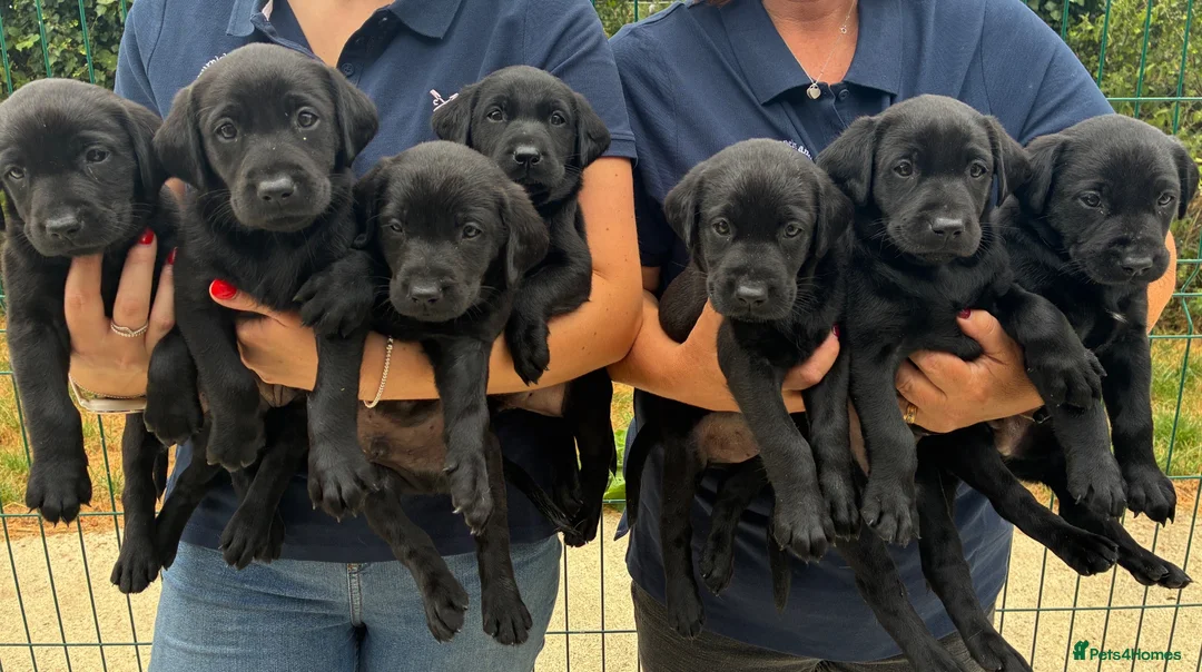 Labrador Retriever dogs for sale: 5 Star Council Registered Litter of Labrador pups - Advert 1