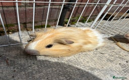 Guinea Pig rodents for sale: Guinea pigs for sale - Image 5