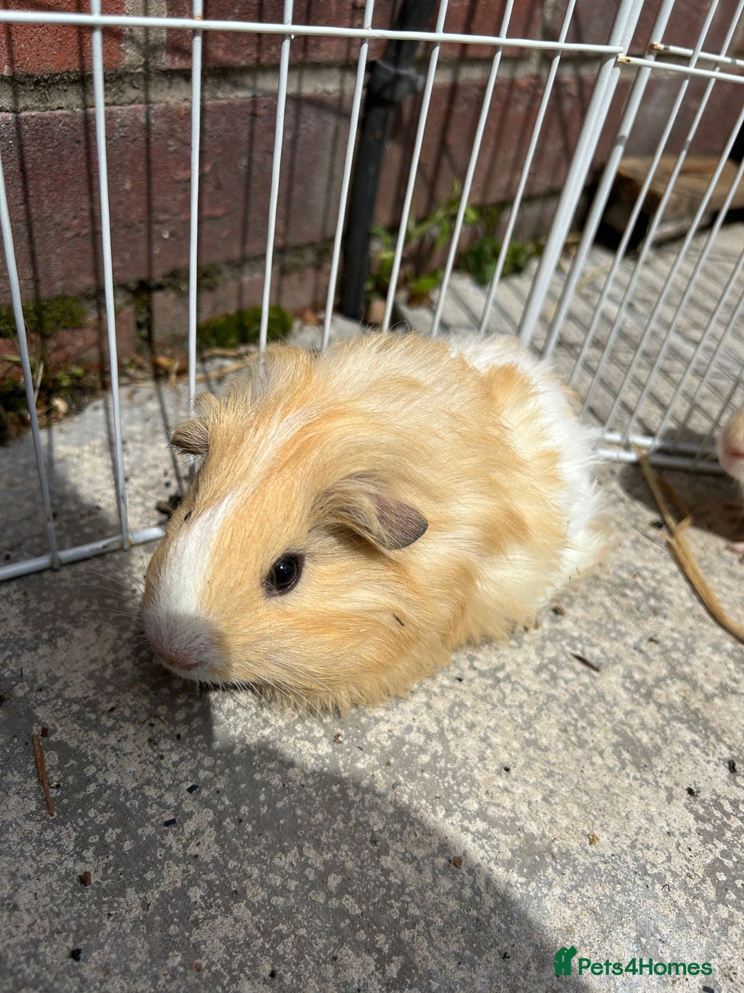 Guinea Pig rodents for sale: Guinea pigs for sale - Image 5