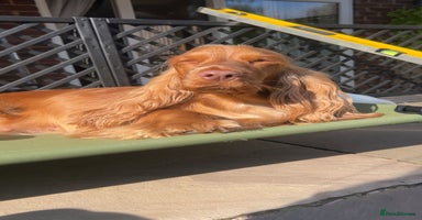 Cocker Spaniel dogs - Advert 1