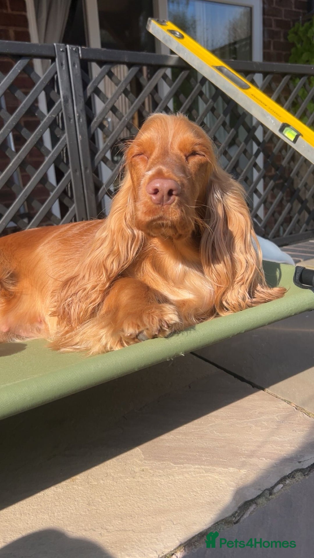 Cocker Spaniel dogs for sale: GOLDEN SHOW COCKER PUPPIES  - Image 2