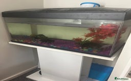 Goldfish fish for sale: black moor and other goldfish  - Image 1