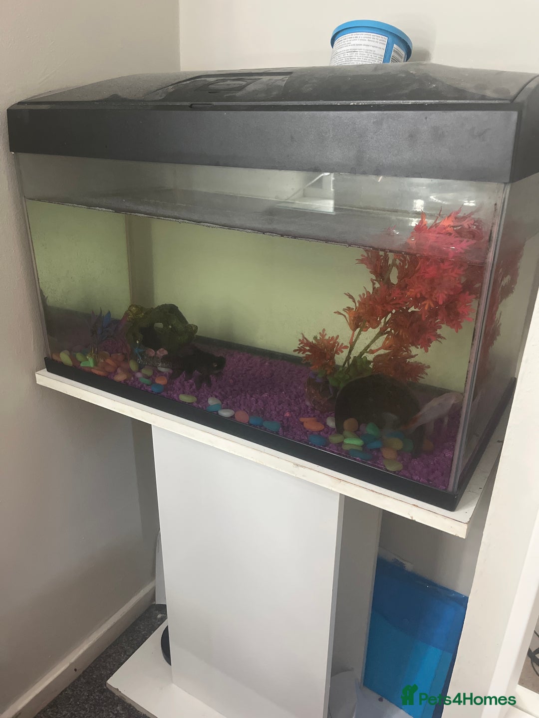 Goldfish fish for sale: black moor and other goldfish  - Image 1