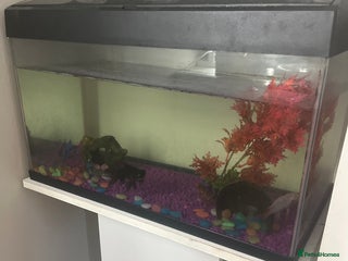 Goldfish fish - Advert 7