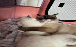 Ragdoll cats for sale: Adorable beautiful Ragdolls. - Image 5