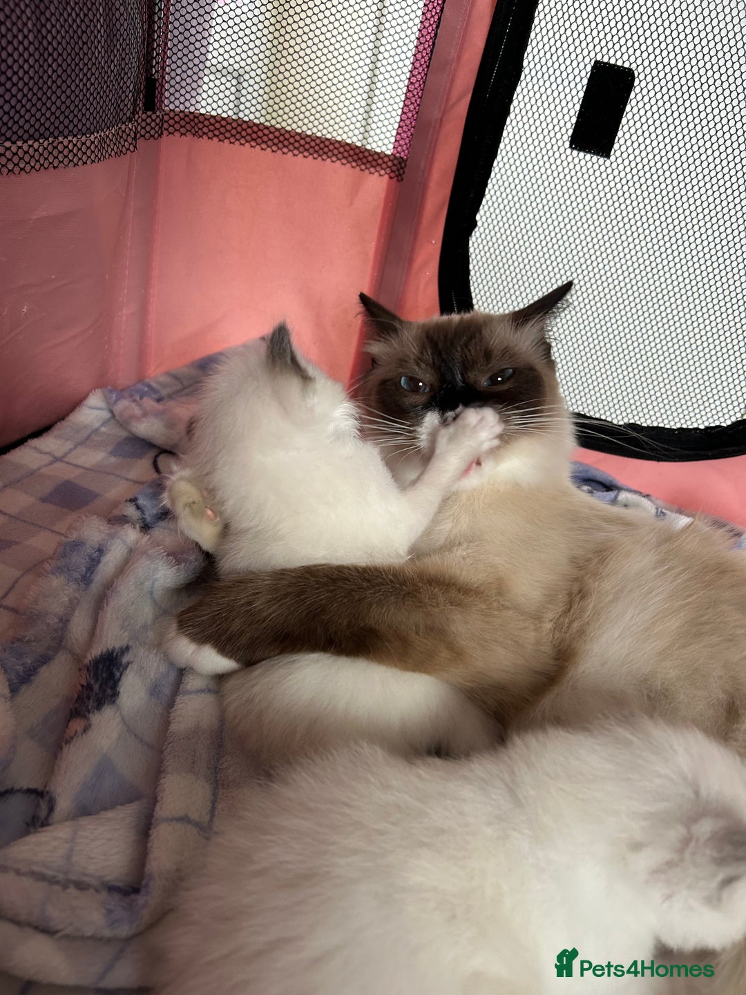 Ragdoll cats for sale: Adorable beautiful Ragdolls. - Image 5