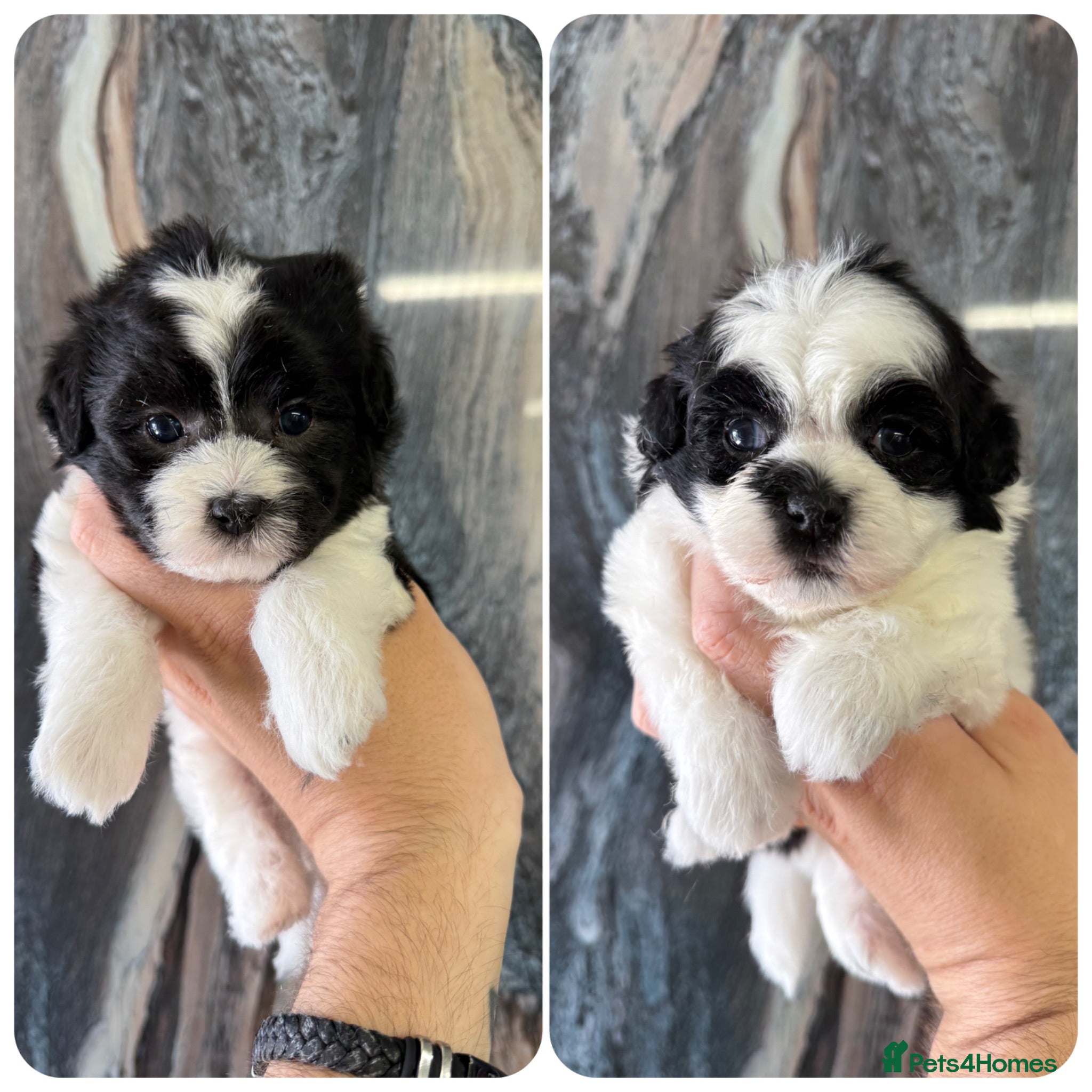 Maltipoo dogs 💎 LAST TWO BOY TINY KOREAN MALTIPOOS 💎  - Advert 1
