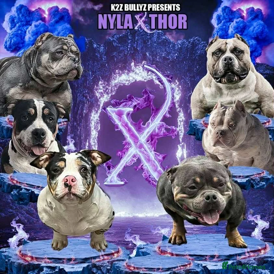 American Bully dogs for sale: 2 amazing puppies left mcglovin bloodline - Advert 8