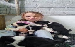Border Collie dogs for sale: Border collie puppies  - Image 10
