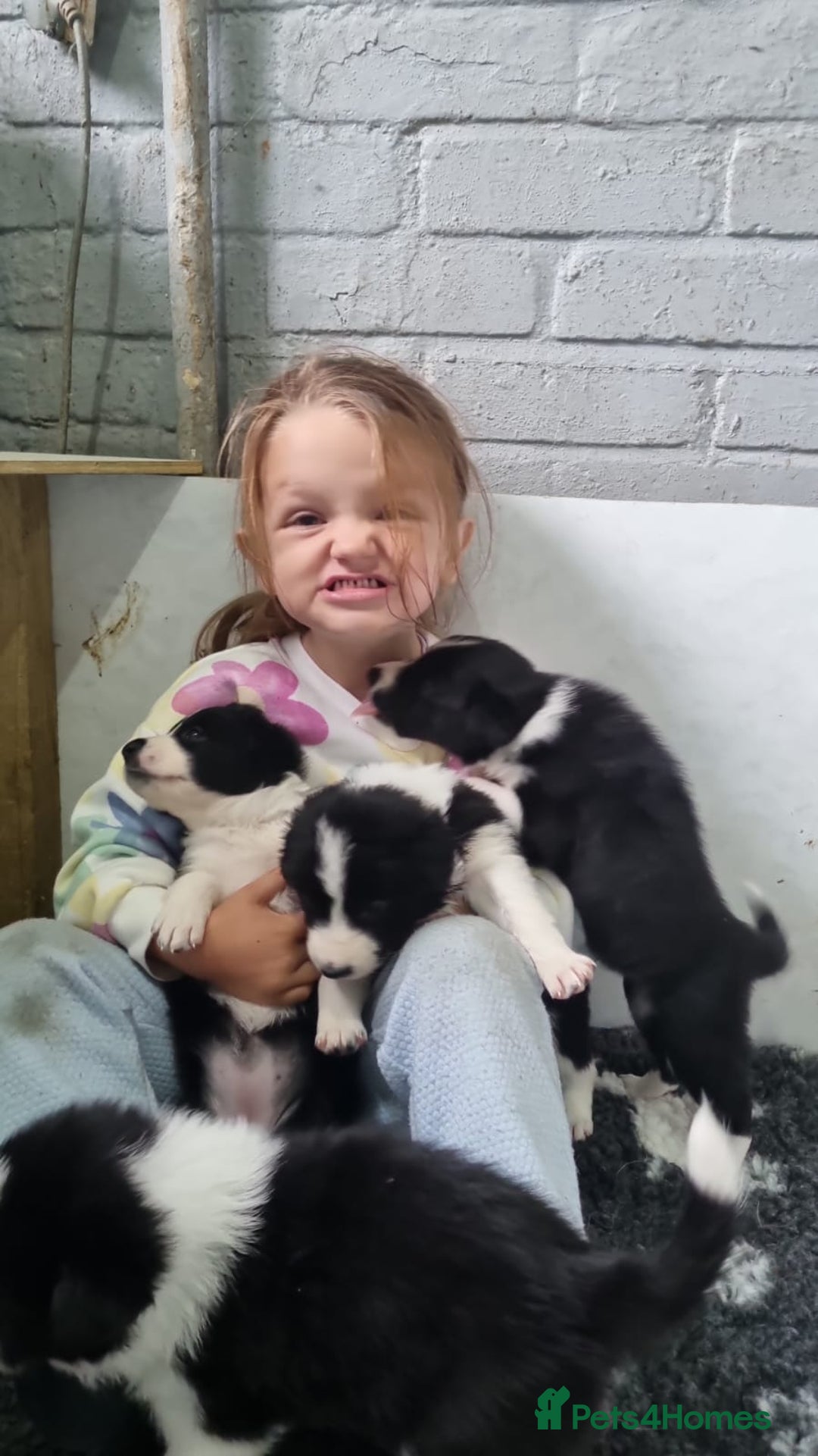 Border Collie dogs for sale: Border collie puppies  - Image 10