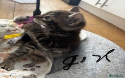 Mixed Breed cats for sale: Bengal kittens/mum bengal  - Image 4
