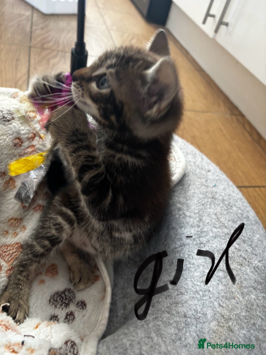 Mixed Breed cats for sale: Bengal kittens/mum bengal  - Image 4